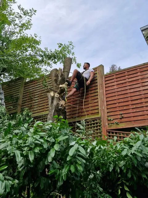 Benjy Élagage - Barbezieux Saint-Hilaire