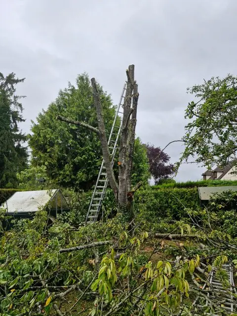 Benjy Élagage - Barbezieux Saint-Hilaire